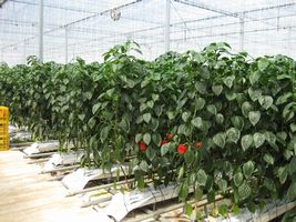 植物工場では清潔な環境で野菜が生産されています