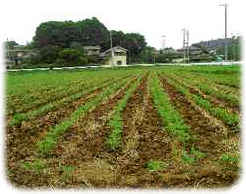 「高麗郷丸大豆醤油に使用する大豆・小麦の産地」埼玉県中部の鳩山町で契約栽培により作られています｡