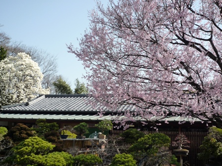 春の庭園風景　桜とコブシが綺麗です。