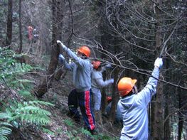 森林サポート　荒川上流の森づくり　枝打ち作業（09年11月9日）