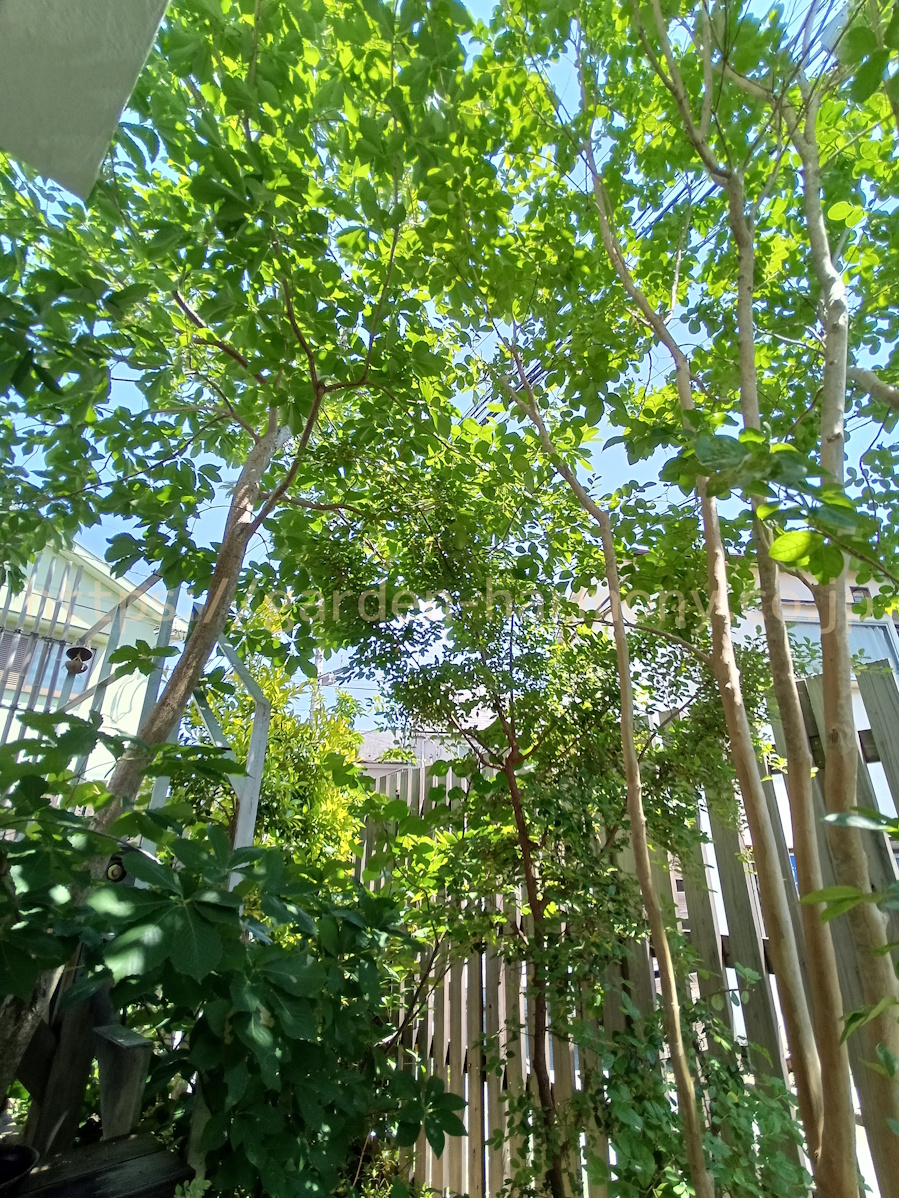 ウッドデッキから見上げる雑木の庭。頭上いっぱいに広がる青空と緑と木漏れ日の光景です（ガーデンハーモニー・埼玉県）。